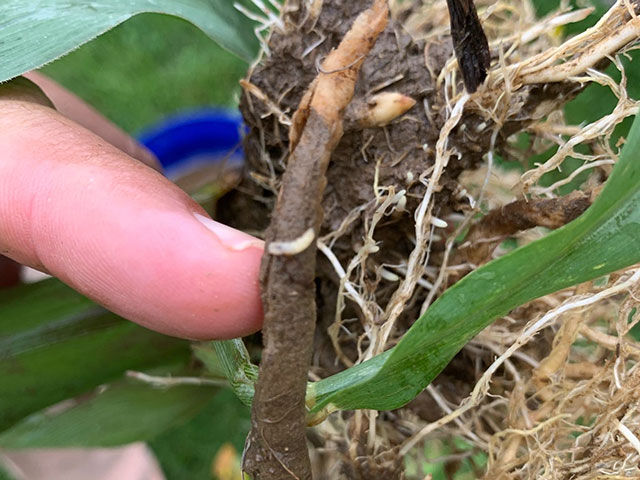 Corn Root Worm root damage from larvae feeding