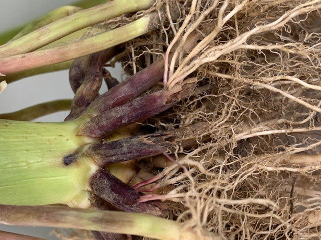 Damage from CRW feeding on corn roots.