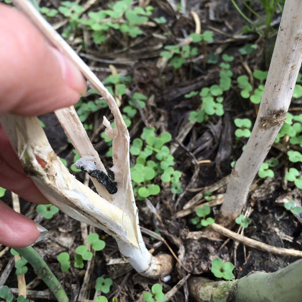 Infection of canola stems