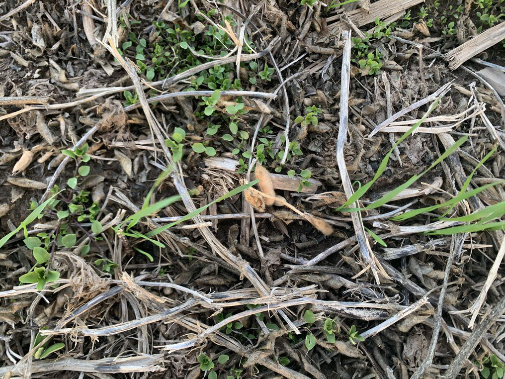 Chickweed emerges early in the fall, before winter wheat canopy development.