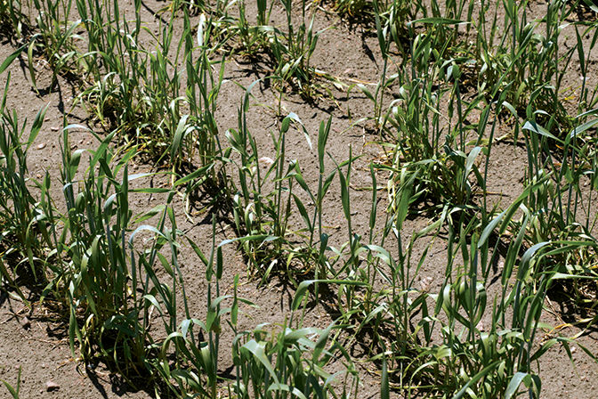 Stunted wheat due to drought conditions