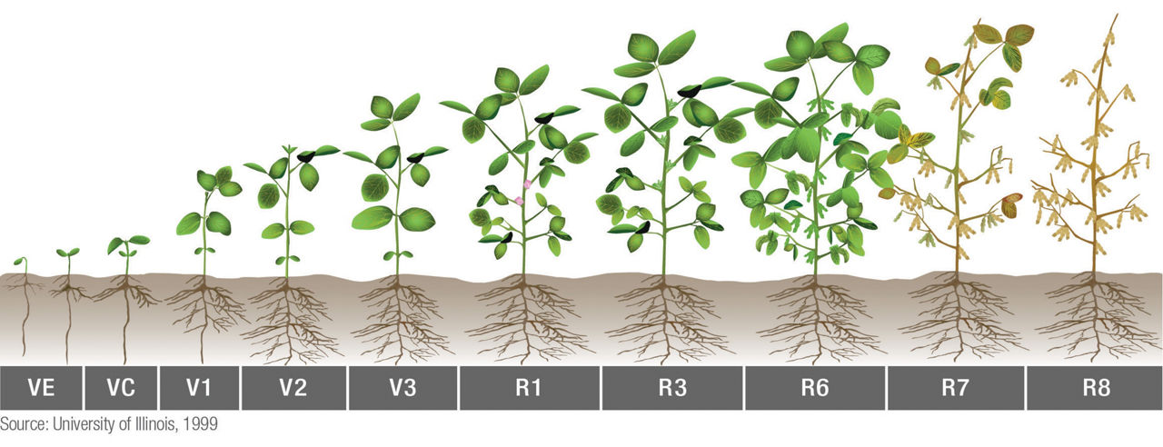  Soybean growth stages. 