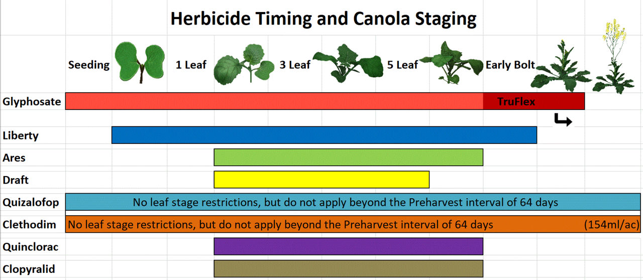 Herbicide Timing and Canola Staging chart image