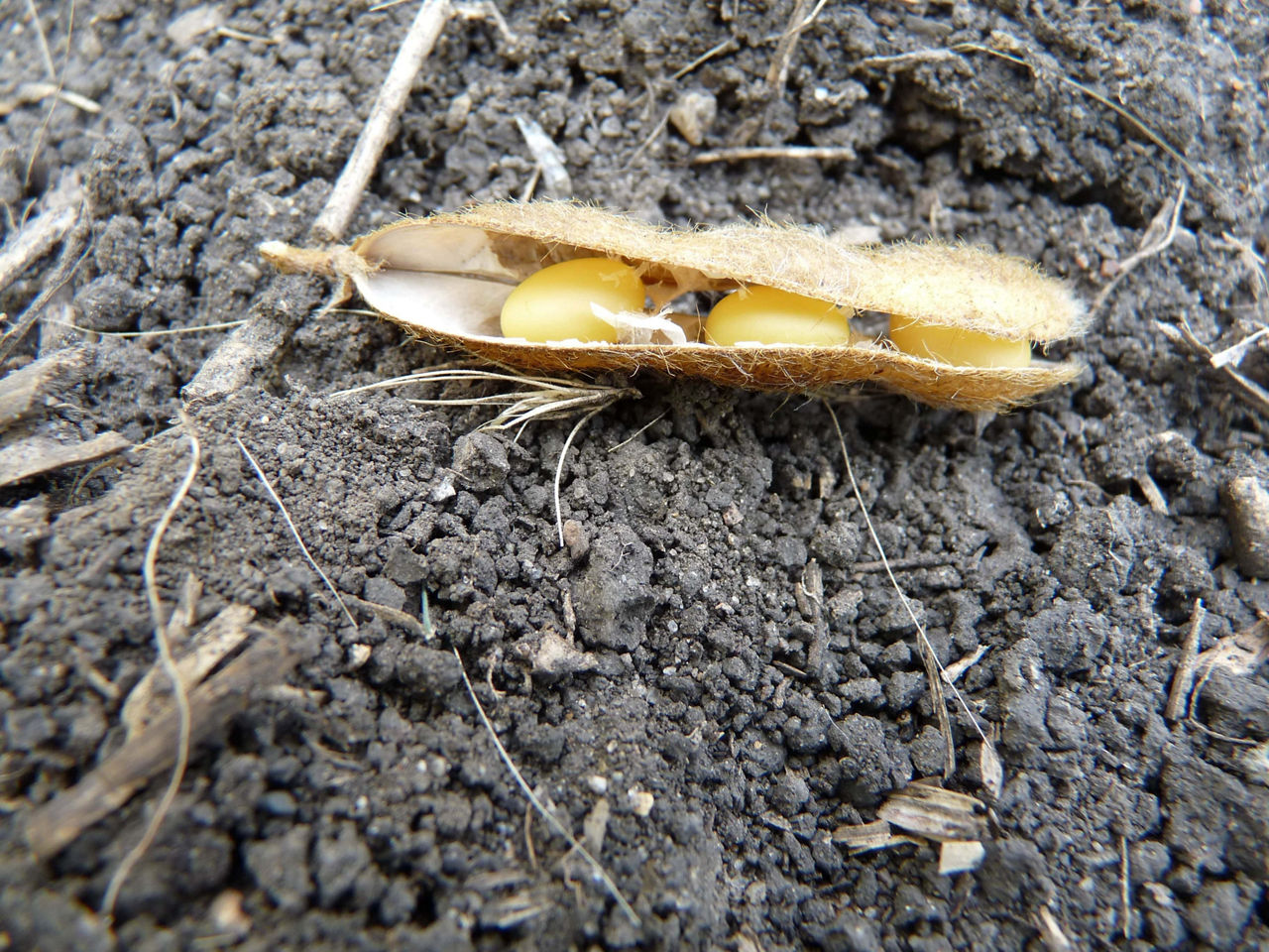 Soybean pod and beans drying down.  