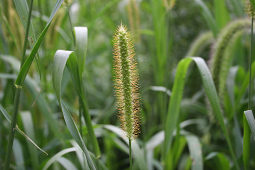 Weed - Yellow Foxtail Seedhead 1