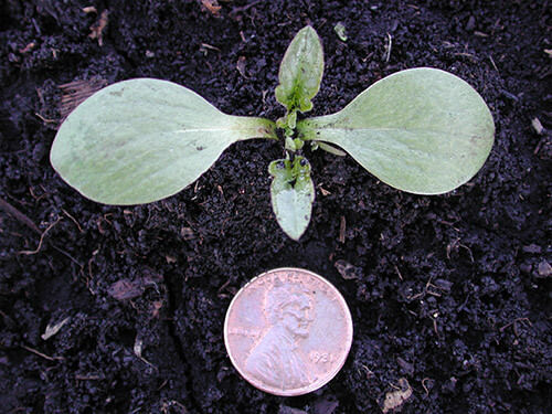 Giant ragweed seedling