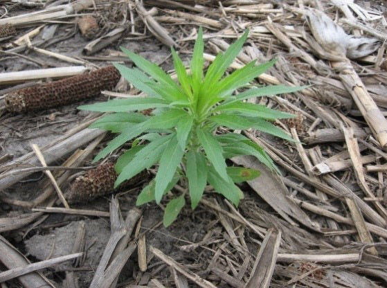 Stem of Canada Fleabane