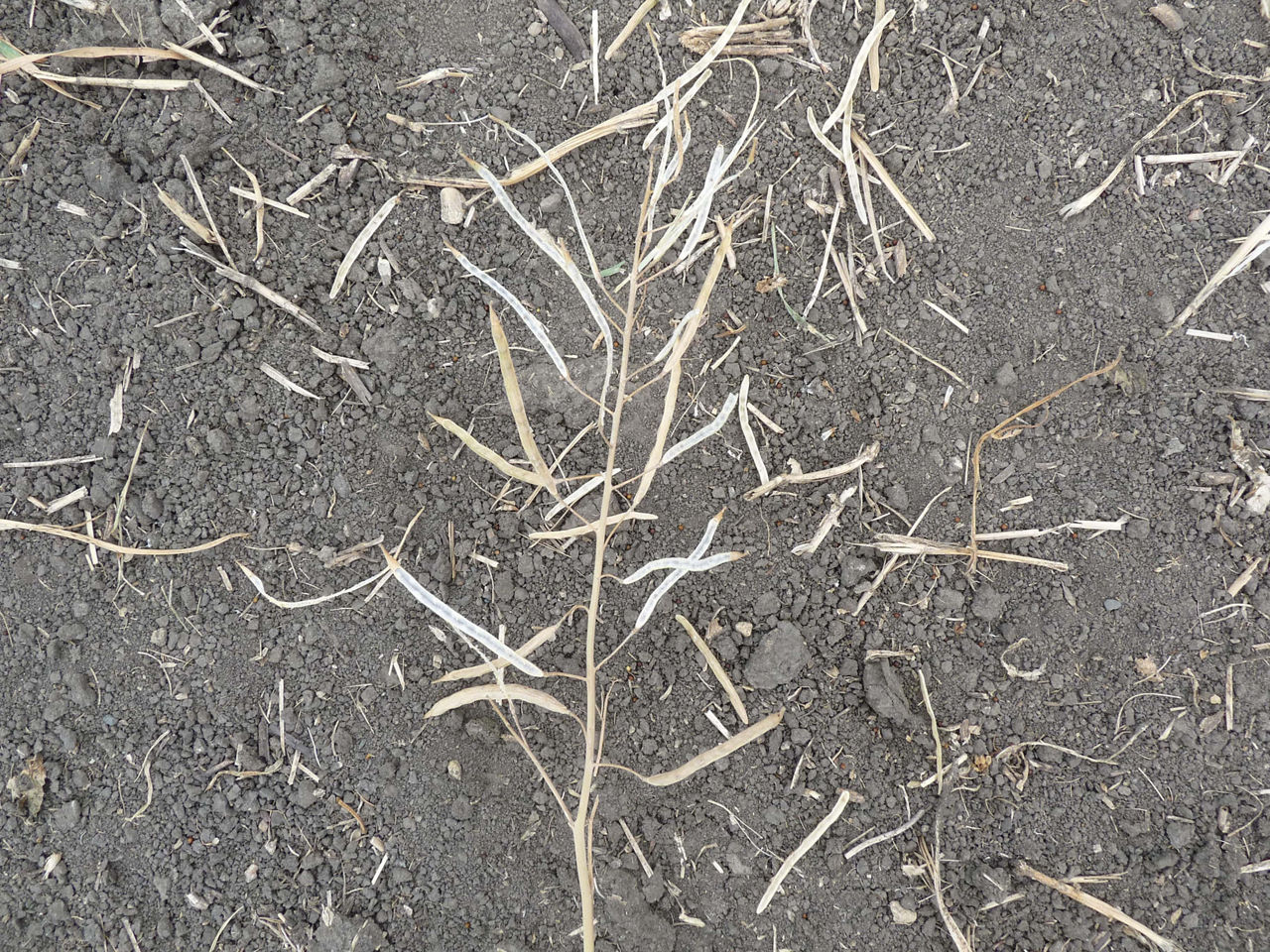 A canola plant being held, and the pods of the plant are scattered on the soil below to showcase pod drop and pod shattering.