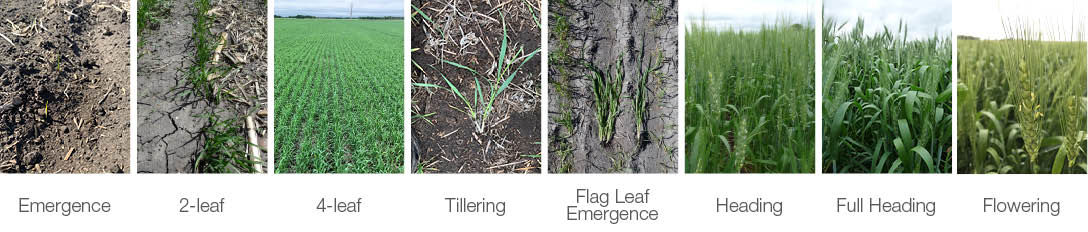 Stages in cereal crop development critical for herbicide and fungicide timing.