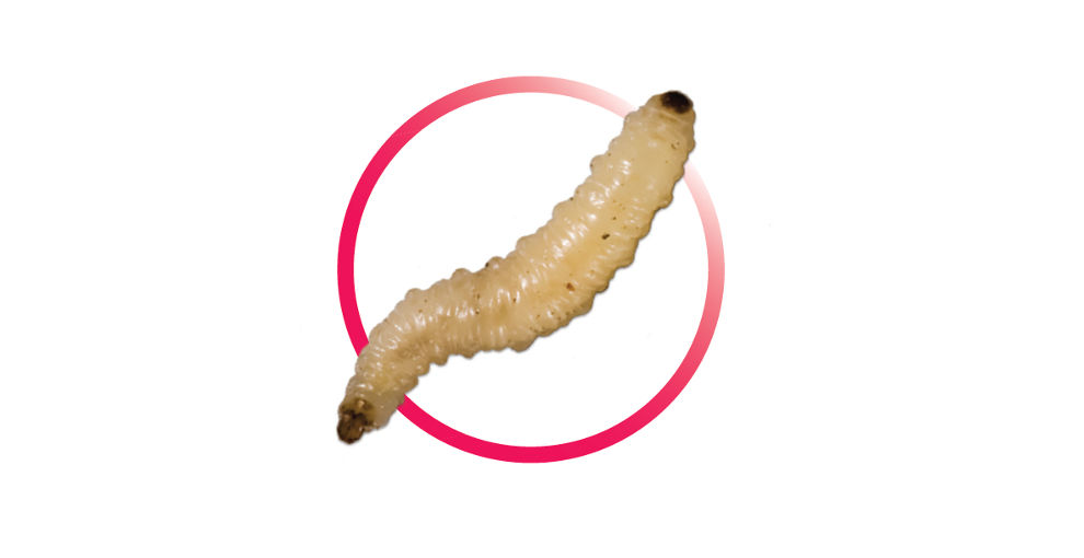 Close-up of a corn rootworm larva with a dark head, shown inside a pink circular outline. 