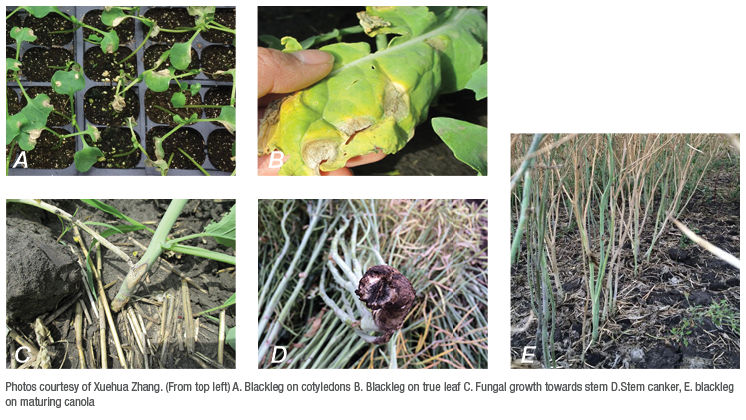 Blackleg symptoms through canola growth stages