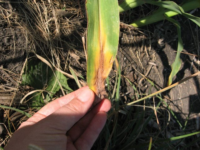 Corn leaf showing nitrogen deficiency image