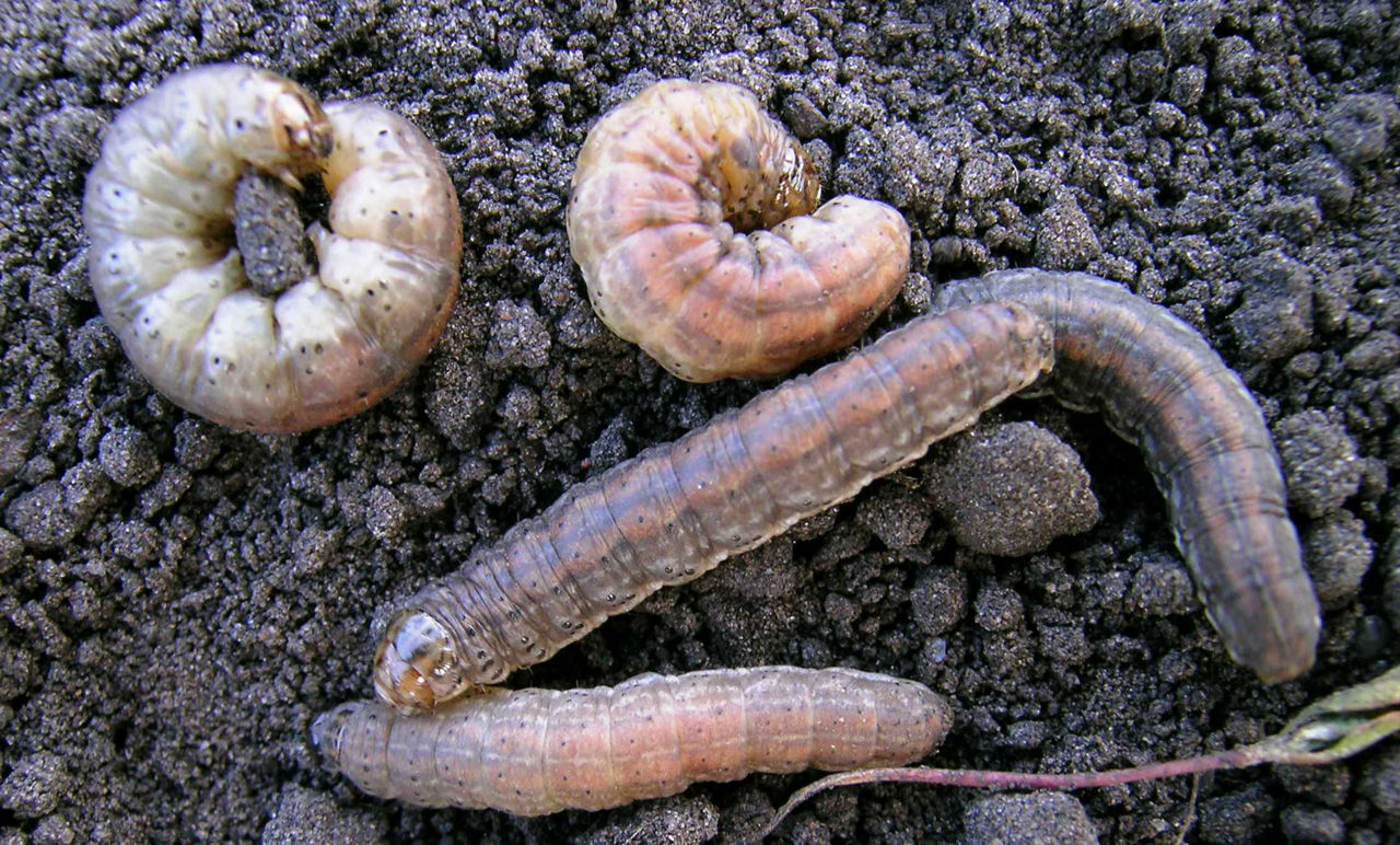 Five redbacked cutworms in soil