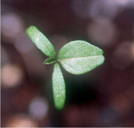 Redroot pigweed seedling. 