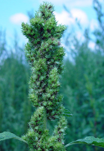 Redroot pigweed seed head