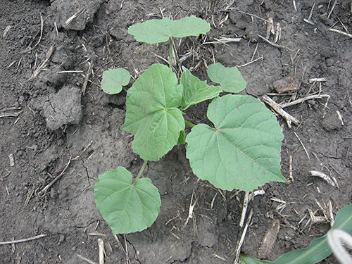 Velvetleaf plant