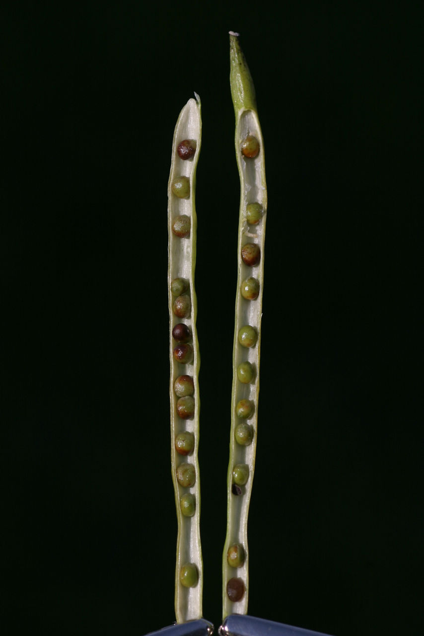 Canola - Ripening seed