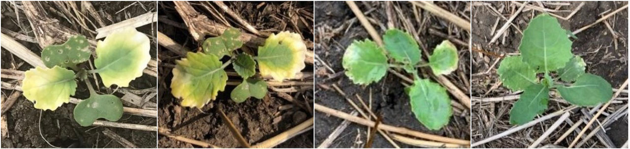 Pyrasulfotole injury to canola over time. From left to right images taken: June 7, June 12, June 20, and June 28. Photos courtesy of Jessica Runge.