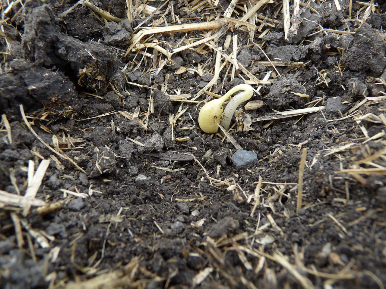 Emerging soybean (VE). 