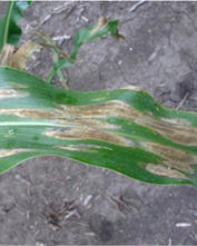 Corn leaf showing nitrogen deficiency image