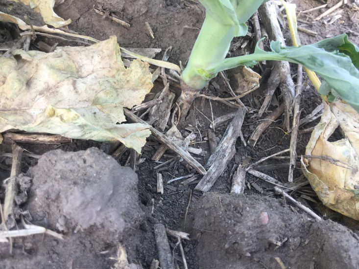 Closeup of girdled stem in soil