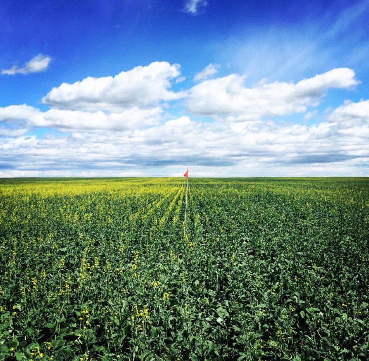 Lodging in canola.