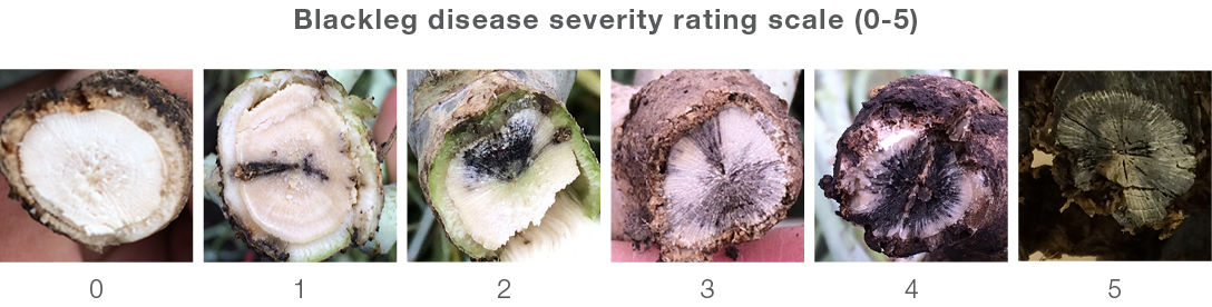 Blackleg disease severity rating scale where 0 is no infection and 5 is total plant death due to infection