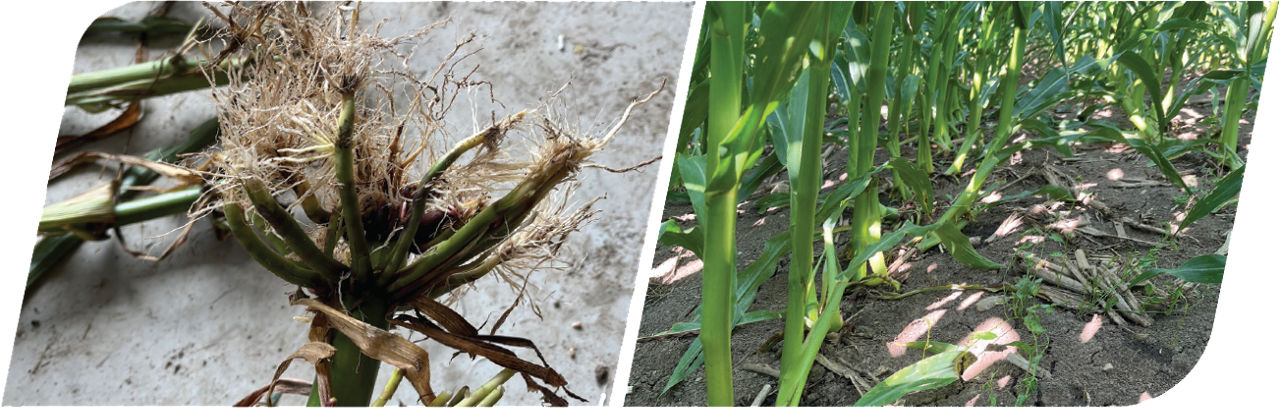 Side-by-side images showing CRW larvae feeding on roots (left); corn plants lodging due to CRW larvae feeding (right) 