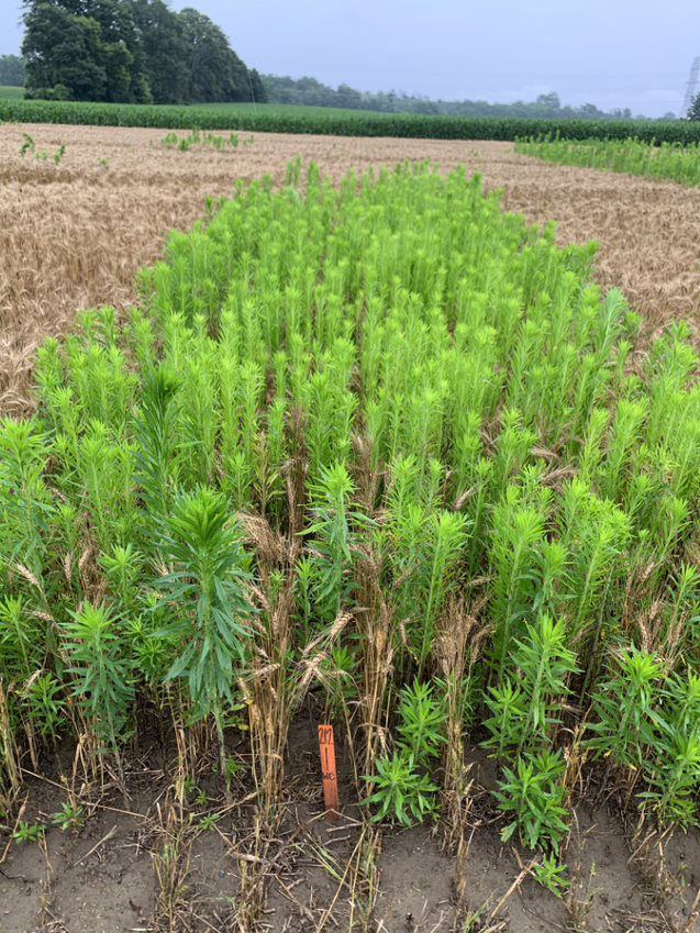 Canada fleabane bolts in the spring