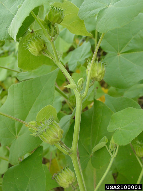 Bowl-shaped velvetleaf fruit. 