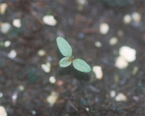 Waterhemp seedling