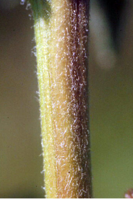 Common waterhemp with red stems and green leaves