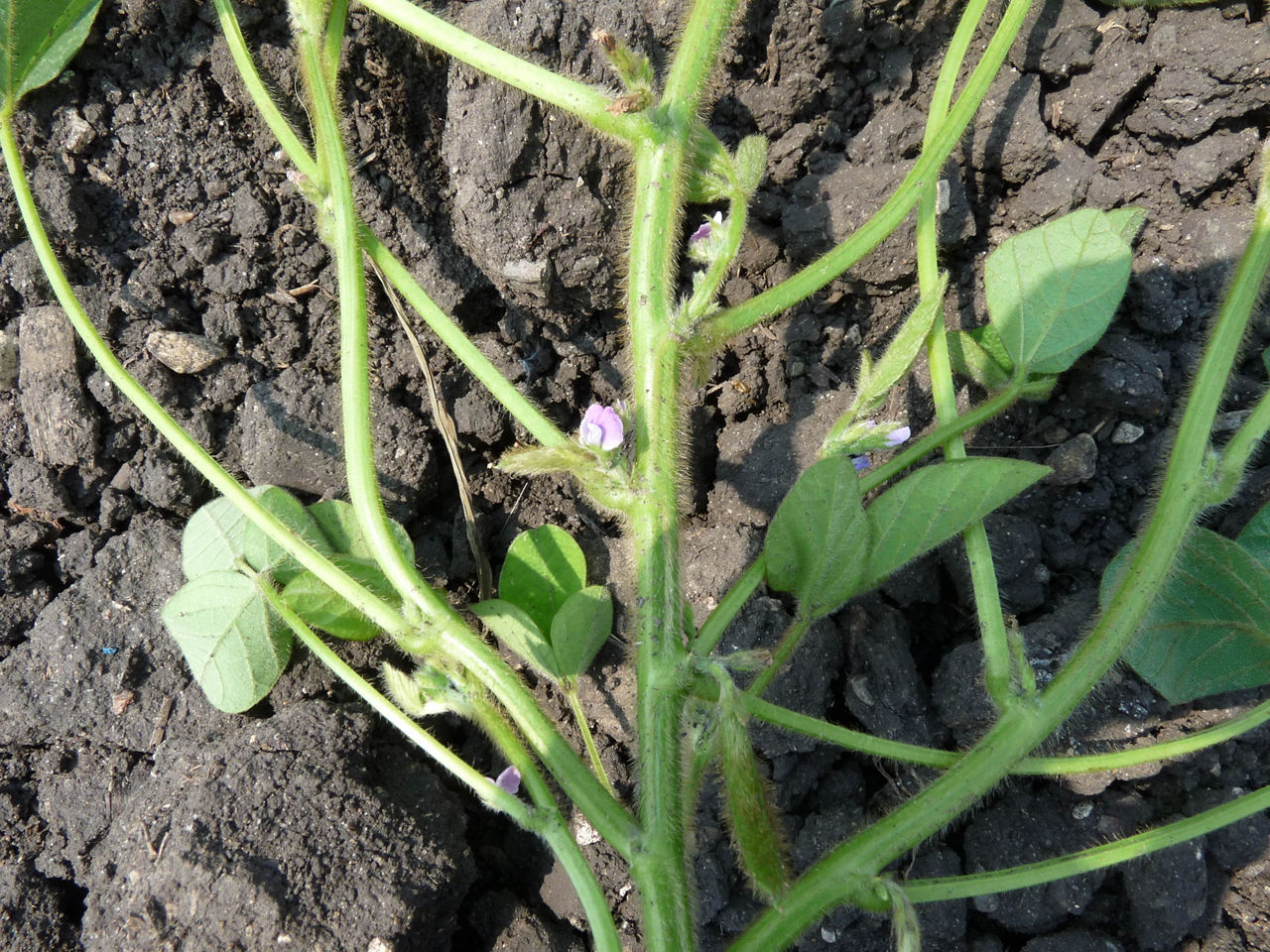 A soybean plant flowering and forming pods. 