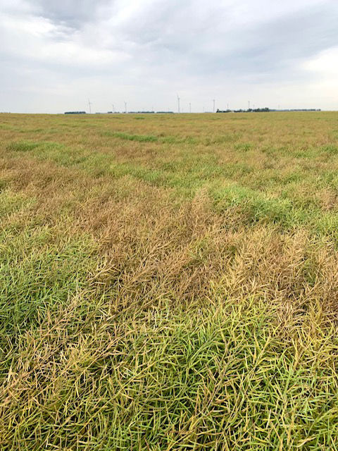 Maturité inégale dans un champ de canola. 