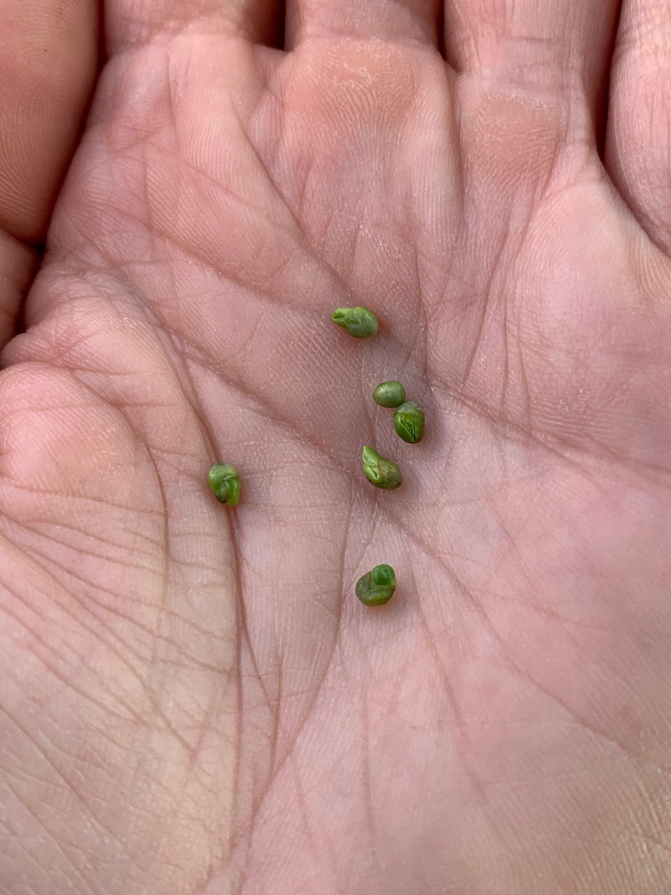 early sprouts