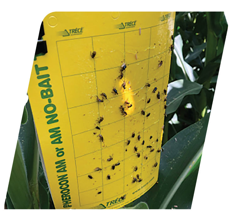 Yellow sticky trap covered with captured insects, hanging among corn leaves to monitor adult corn rootworm. 