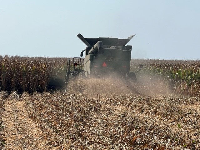 A combine drives in a field cutting corn. A dark dusty cloud is coming up, which is happening due to saprophytic fungi in the corn.