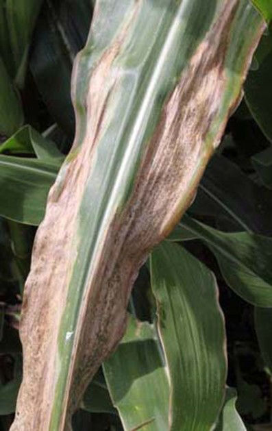 Goss’s wilt image