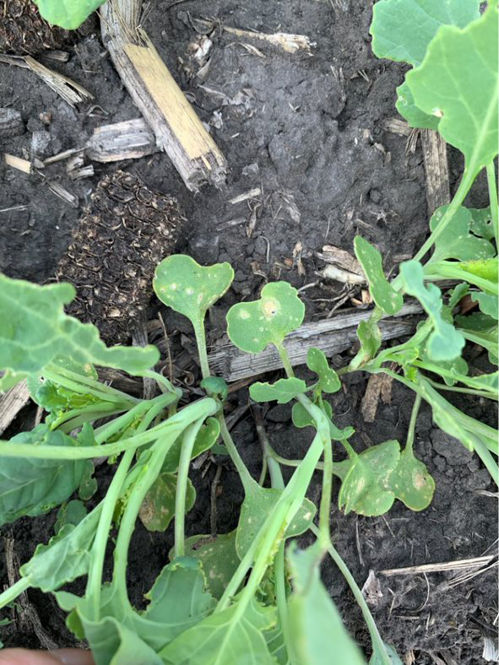 Image of Blackleg lesions on cotyledons