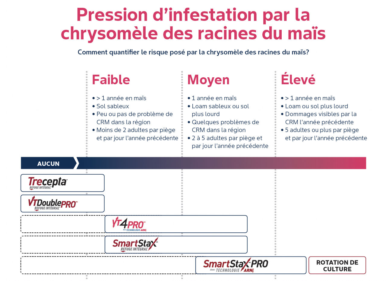 Tableau comparant les produits recommandés pour la gestion de la chrysomèle des racines du maïs selon les niveaux de pression faible, moyen et élevé, avec les noms des produits positionnés sous chaque catégorie de pression. 