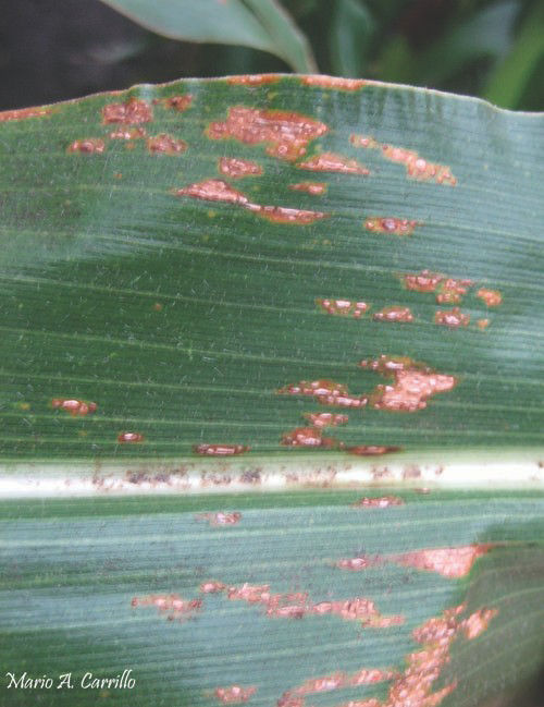Bacterial leaf streak lesions that are translucent when backlit.