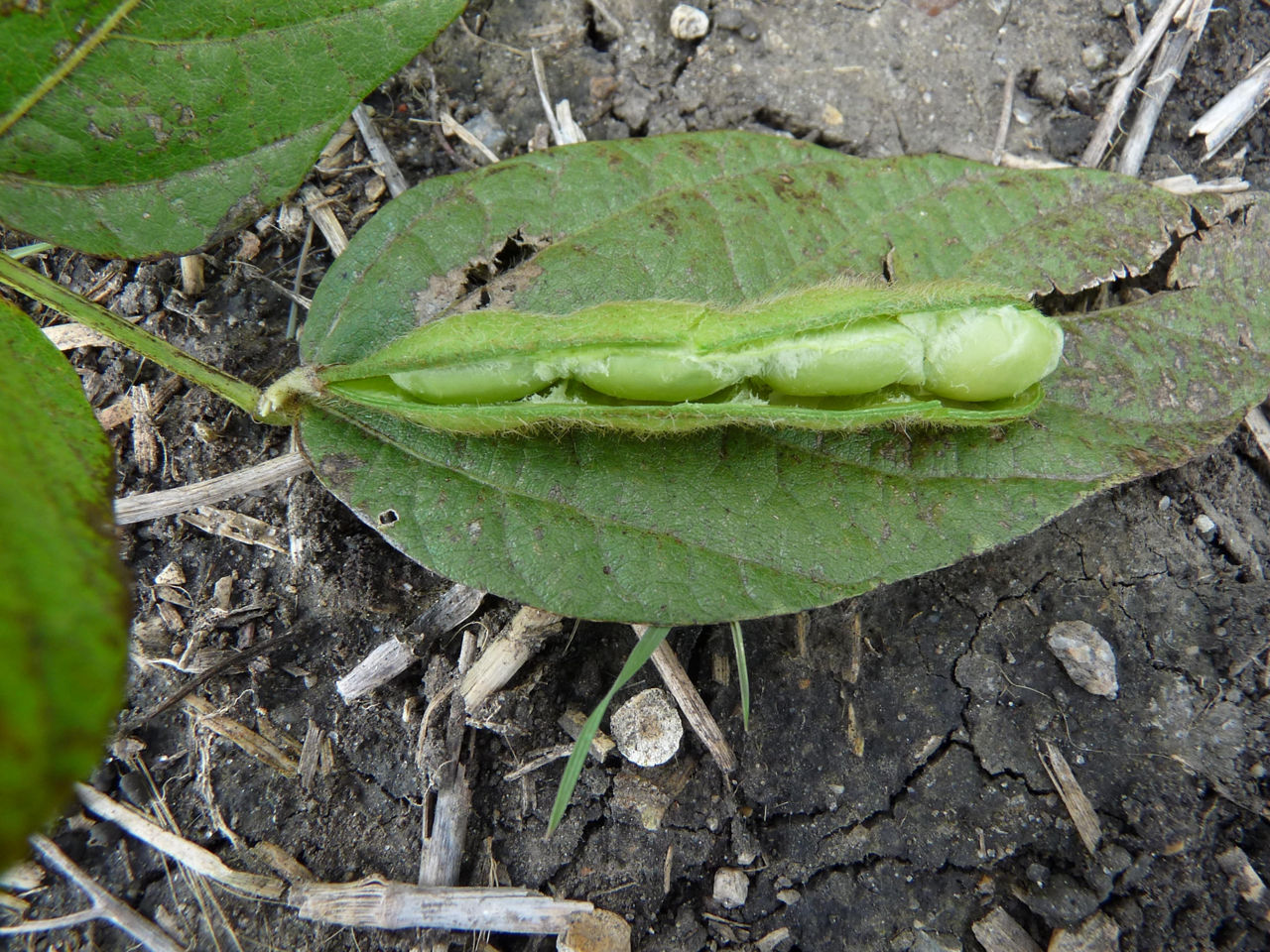  Green beans fill soybean pod. 