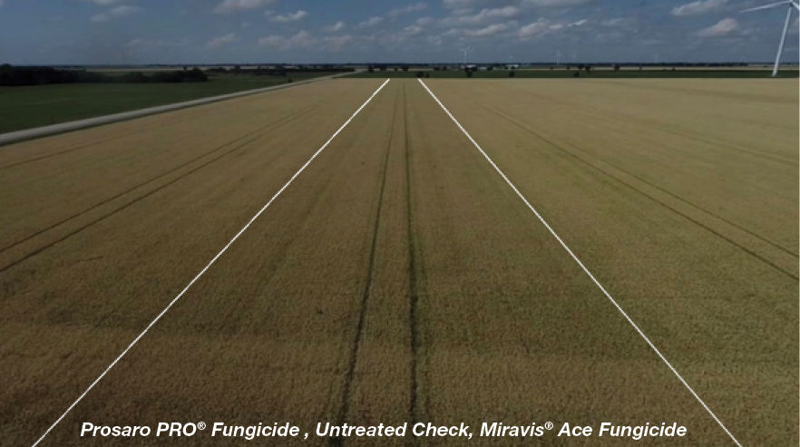 Drone image of trial in Merlin, Ontario in 2021. The image was taken two weeks prior to harvest.