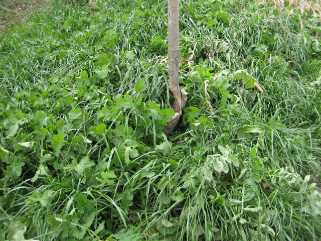 Lush growth of cover crop mixture of annual ryegrass and radish