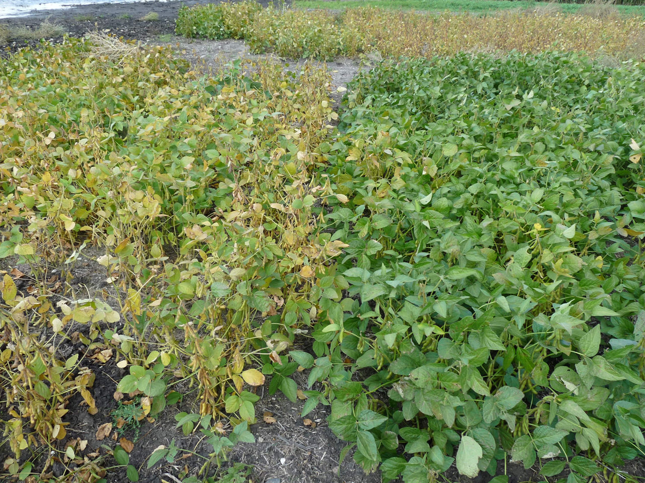  Soybeans at R7 growth stage.