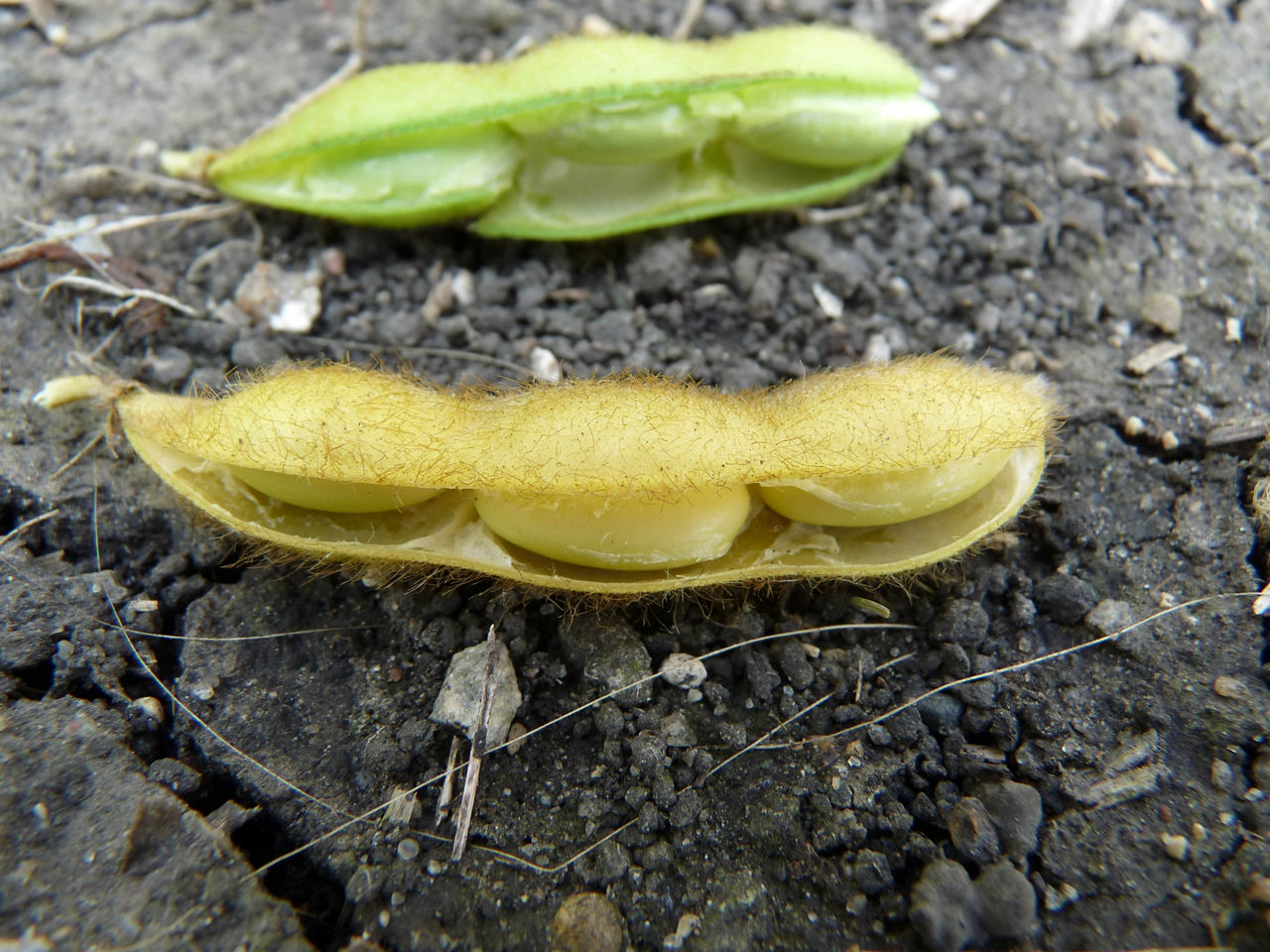 Soybean pod and seeds changing to mature colour (R7). 