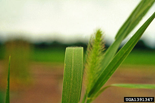 Giant foxtail upper leaf surface and seedhead