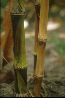 symptoms of verticllium stripe in the stems of canola plants