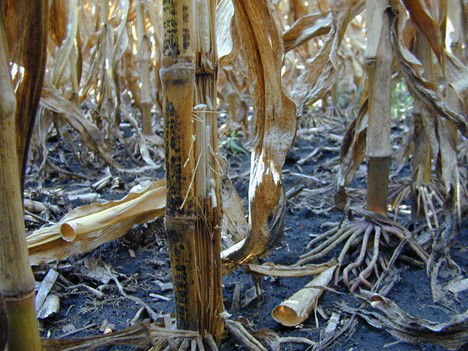 symptoms of verticllium stripe in the stems of canola plants