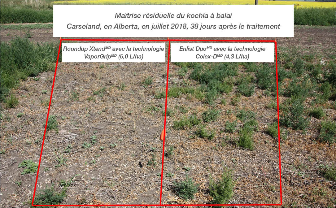 Comparaison des résultats d’activité résiduelle contre le kochia à balais, Carseland, Alberta, juillet 2018
